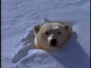 polar bear sniffing out the air after five months of hibernation